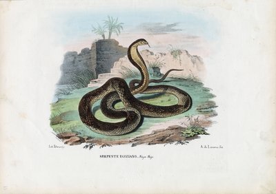 Egyptian Cobra, 1863-79 by Raimundo Petraroja